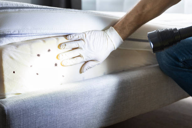 Best Ant Control Services  in Kensett, AR