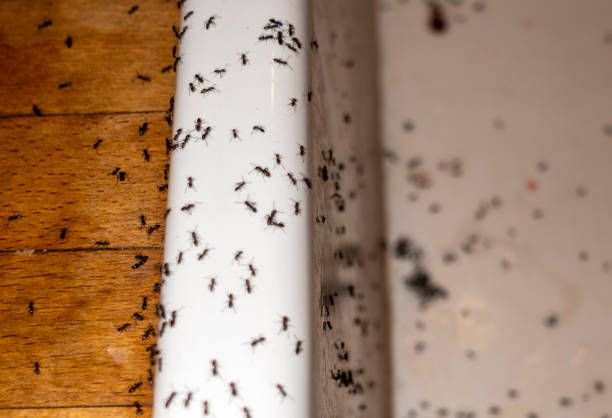 Best Pest Inspection Near Me  in Kensett, AR